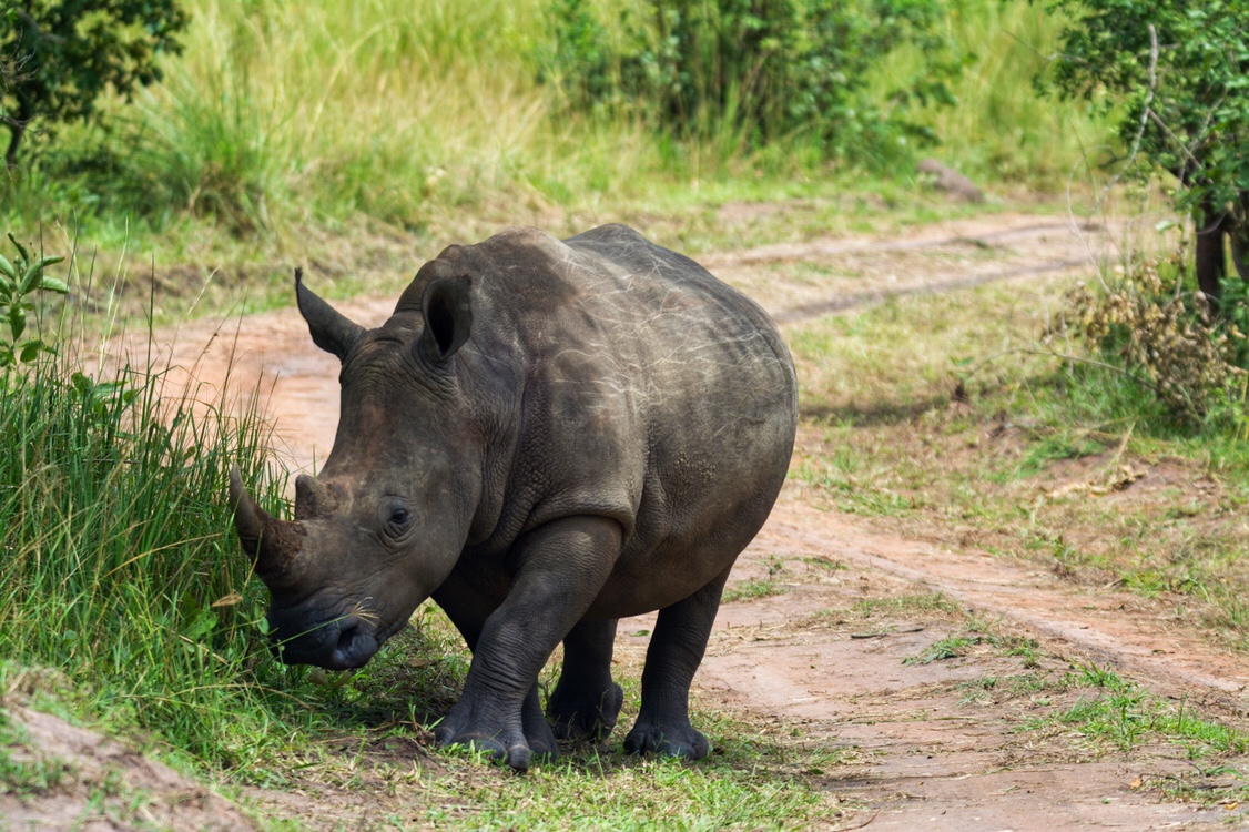 Rhino Conservation in Uganda - Speck on the Globe