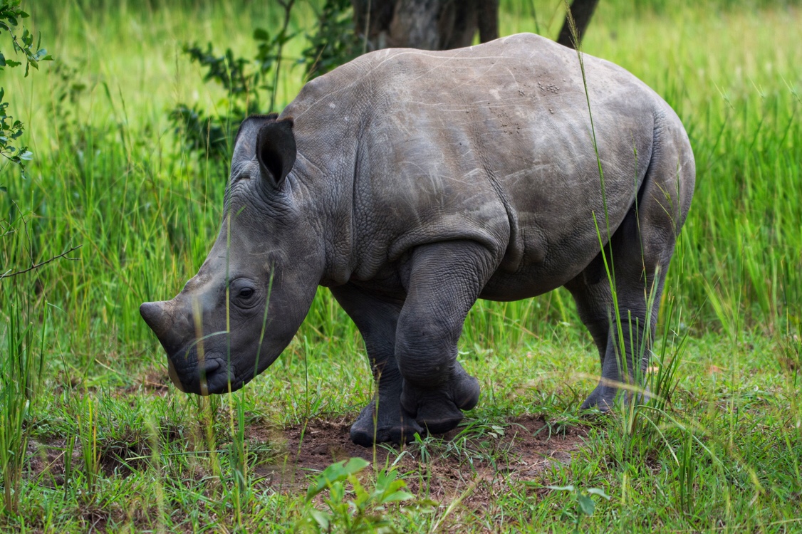 Rhino Conservation in Uganda - Speck on the Globe