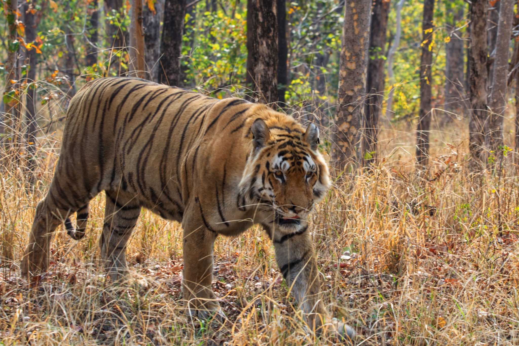 Pench National Park: Wildlife Conservation in India · Speck on the Globe